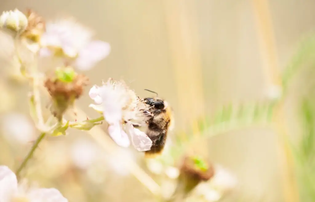 bee on a flower