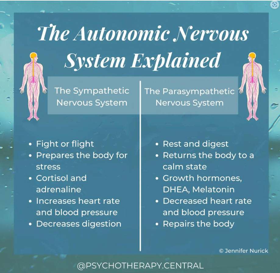 Graphic illustrating the autonomic nervous system
